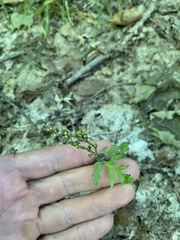 Botrychium angustisegmentum