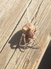 Araneus nordmanni