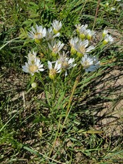 Solidago ptarmicoides