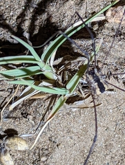 Leuronychus pacificus