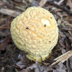 Amanita muscaria guessowii