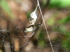 Mecynogea lemniscata