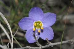 Giliastrum rigidulum