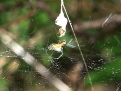 Mecynogea lemniscata