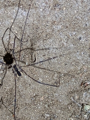 Leuronychus pacificus