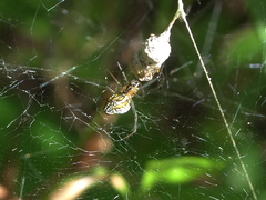 Mecynogea lemniscata