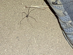 Leuronychus pacificus