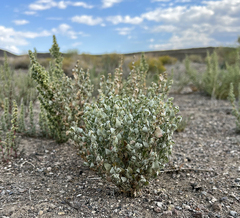 Atriplex argentea hillmanii