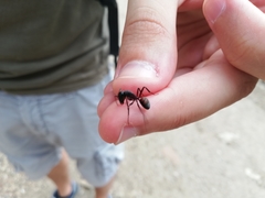 Camponotus cruentatus