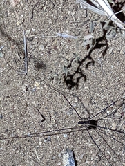 Leuronychus pacificus