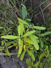 Cordia sinensis