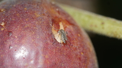 Aedes taeniorhynchus