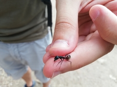 Camponotus cruentatus