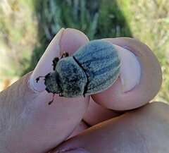 Phyllophaga lanceolata