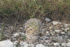 Coryphantha sulcata