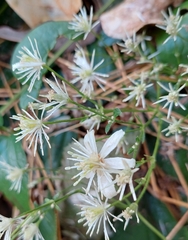 Clematis ligusticifolia