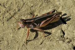 Melanoplus packardii