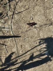 Melanoplus packardii