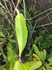 Cordia sinensis