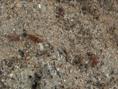 Solenopsis xyloni