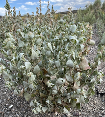 Atriplex argentea hillmanii