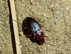Calathus ruficollis