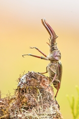 Sphaenognathus giganteus