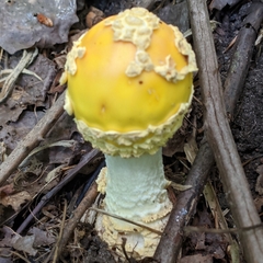 Amanita muscaria guessowii