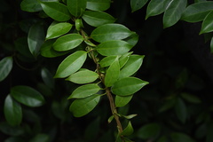 Urceola rosea