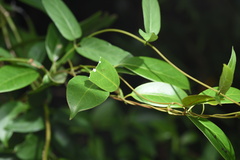 Urceola rosea