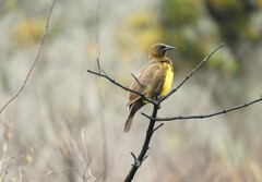 Pseudoleistes virescens