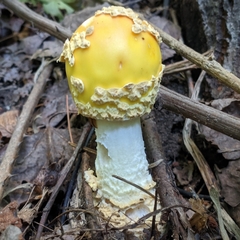 Amanita muscaria guessowii
