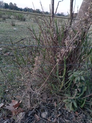 Baccharis trimera
