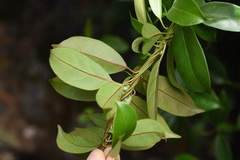 Urceola rosea