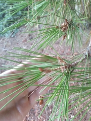 Pinus halepensis