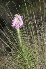 Liatris