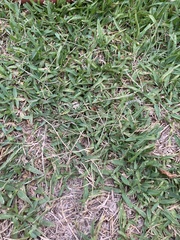 Cenchrus clandestinus