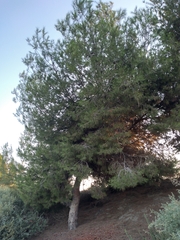 Pinus halepensis