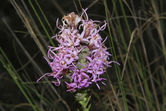 Liatris
