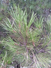 Pinus halepensis