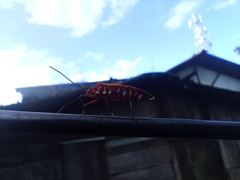 Dysdercus cingulatus