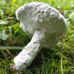 Hypomyces chrysospermus