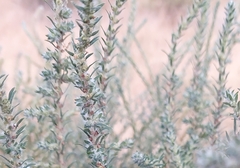 Artemisia tridentata