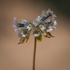 Picradeniopsis multiflora