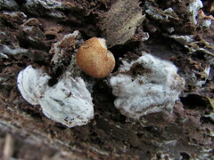 Hypomyces tremellicola