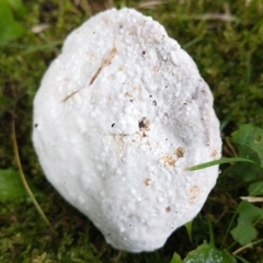 Hypomyces chrysospermus