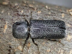 Bostrychopsis jesuita