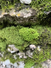 Claopodium rostratum