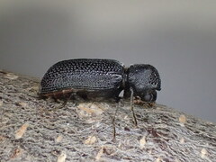 Bostrychopsis jesuita