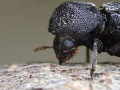 Bostrychopsis jesuita